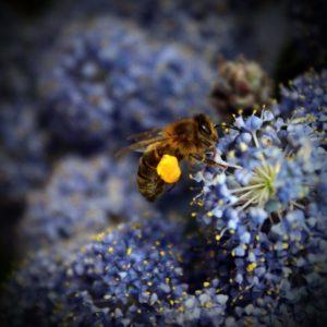 Vox Vegetali Abeille pollen sur la patte Céanothe