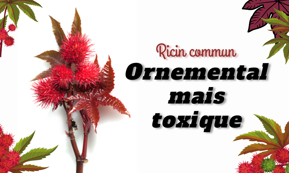 You are currently viewing Ricin commun, ornemental mais toxique