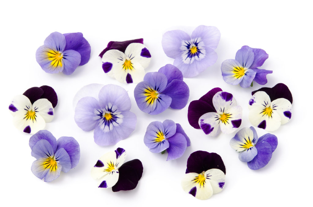 Viola comestible Fleur comestible