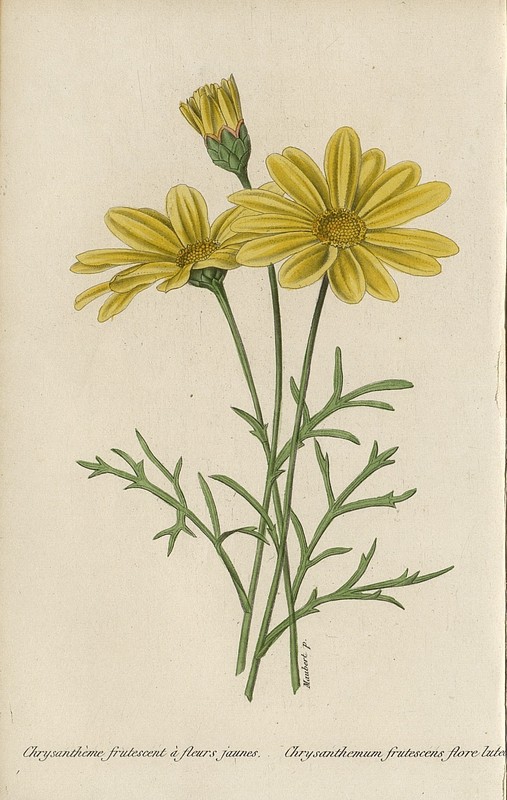 Chrysanthème frutescent 1845