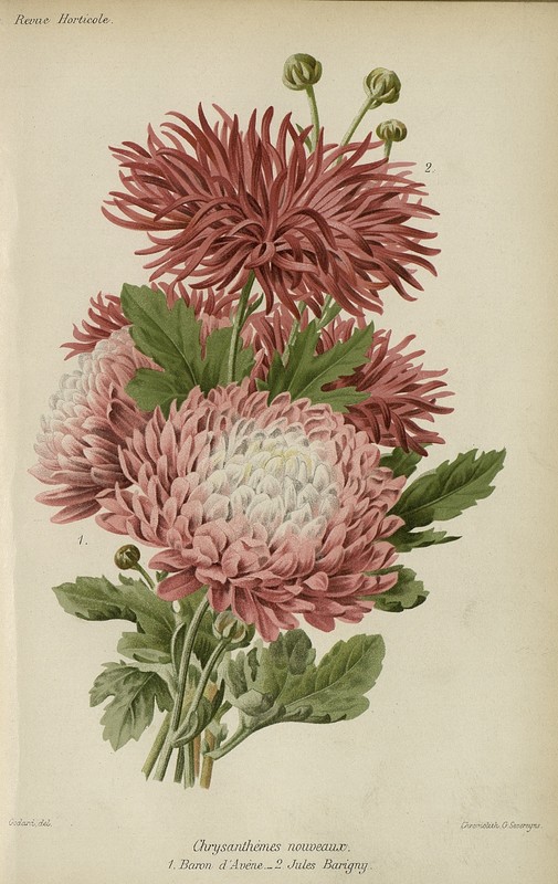 Chrysanthèmes nouveaux 1888