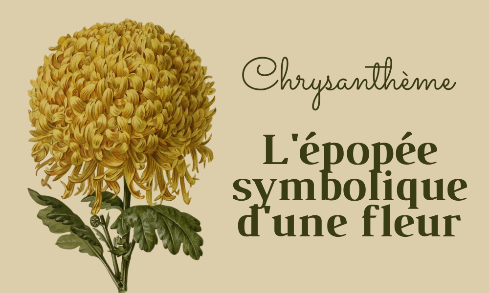 Chrysantheme jaune
